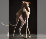 Small Photo #1 Italian Greyhound Puppy For Sale in GLEN BURNIE, MD, USA