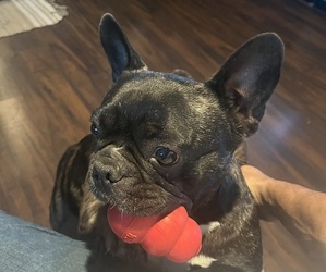 Mother of the French Bulldog puppies born on 07/19/2025