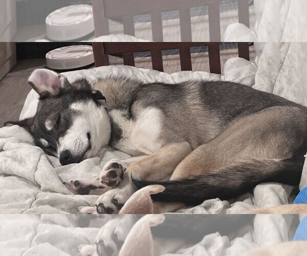 Medium Photo #6 Mutt Puppy For Sale in Brooklyn Center, MN, USA