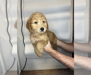 Medium Goldendoodle