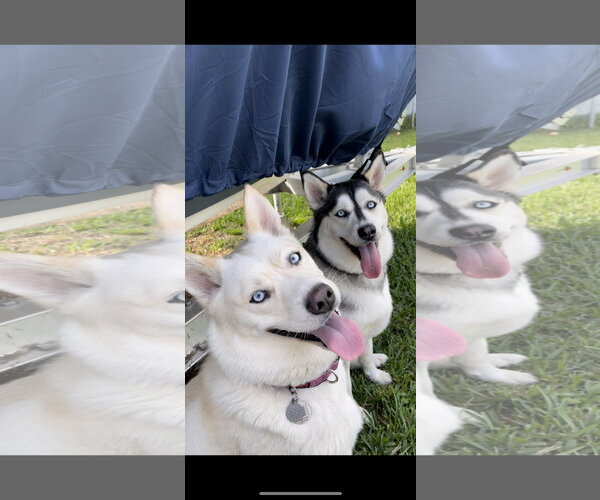 Medium Photo #1 Siberian Husky Puppy For Sale in Miami, FL, USA