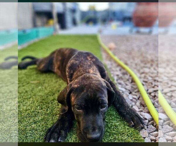 Medium Photo #4 Mutt Puppy For Sale in Goodyear, AZ, USA