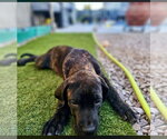 Small #3 Mutt