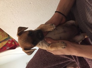 Chug Puppy for sale in PHOENIX, AZ, USA