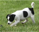 Small #4 Chihuahua Mix