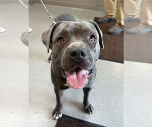 Mutt Dogs for adoption in La Porte, IN, USA