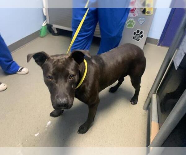 Medium Photo #1 Mutt Puppy For Sale in Bakersfield, CA, USA