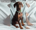 Image preview for Ad Listing. Nickname: Persia