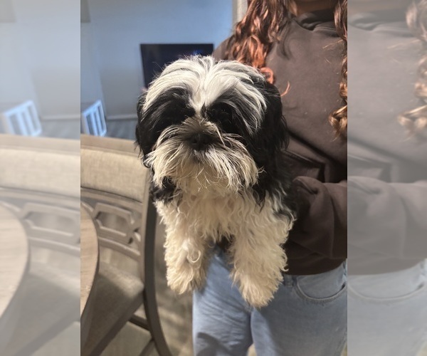 Medium Photo #1 Shih Tzu Puppy For Sale in OVIEDO, FL, USA