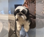 Small Shih Tzu