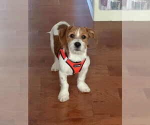 Mutt Dogs for adoption in Mundelein, IL, USA