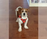 Small Mutt