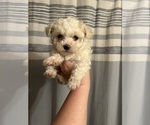 Puppy 2 Maltese