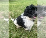 Small #11 Poodle (Miniature)-ShihPoo Mix