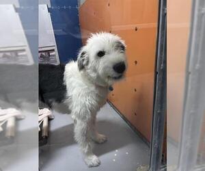 Border Collie-Unknown Mix Dogs for adoption in Las Vegas, NV, USA