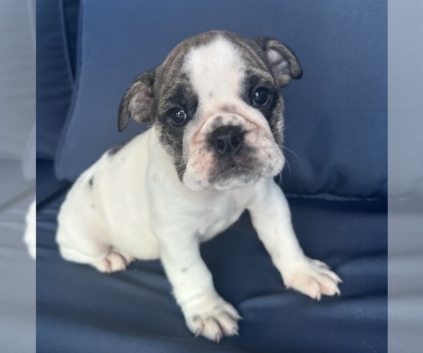 Medium Photo #14 English Bulldog Puppy For Sale in WEEKI WACHEE, FL, USA