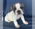 Small Photo #100 English Bulldog Puppy For Sale in WEEKI WACHEE, FL, USA