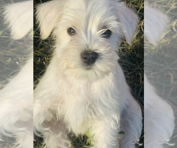 Medium Photo #2 Schnauzer (Miniature) Puppy For Sale in AUGUSTA, GA, USA