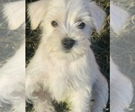 Small #1 Schnauzer (Miniature)