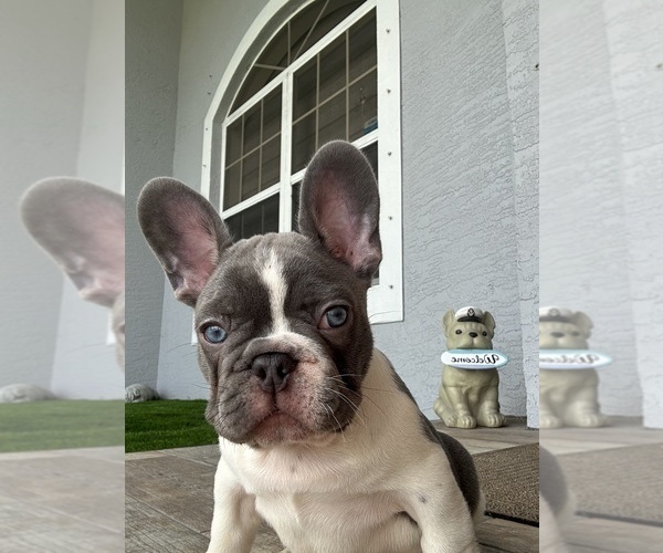 Medium Photo #9 French Bulldog Puppy For Sale in CAPE CORAL, FL, USA