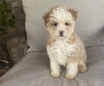 Small #1 Maltipoo