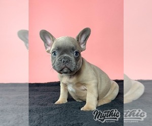 French Bulldog Puppy for Sale in BRIDGEWATER, New Jersey USA