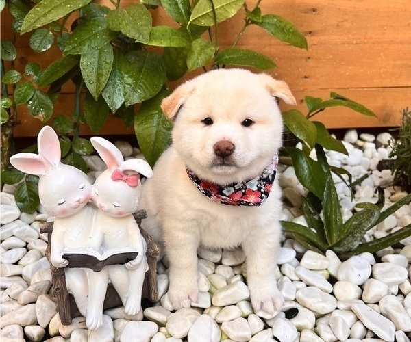 Medium Photo #4 Shiba Inu Puppy For Sale in DALY CITY, CA, USA