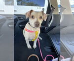 Small #1 Beagle-Chihuahua Mix