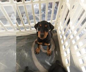 Doberman Pinscher Puppy for Sale in ROCKFORD, Illinois USA