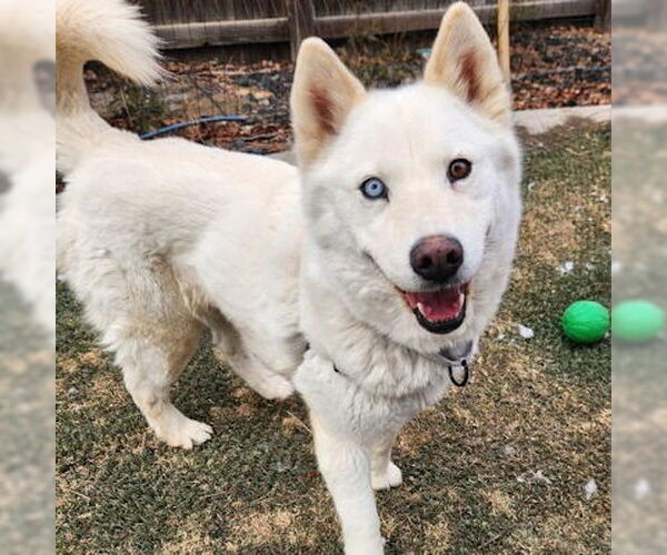Medium Photo #2 Siberian Husky Puppy For Sale in Omaha, NE, USA