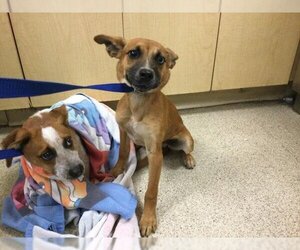Mutt Dogs for adoption in Riverside, CA, USA