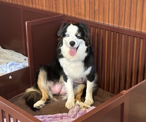 Mother of the Australian Shepherd puppies born on 04/28/2025