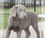 Small Labrador Retriever