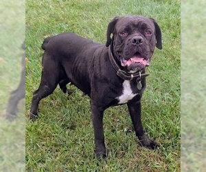 Mutt Dogs for adoption in Akron, OH, USA