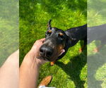Small Doberman Pinscher