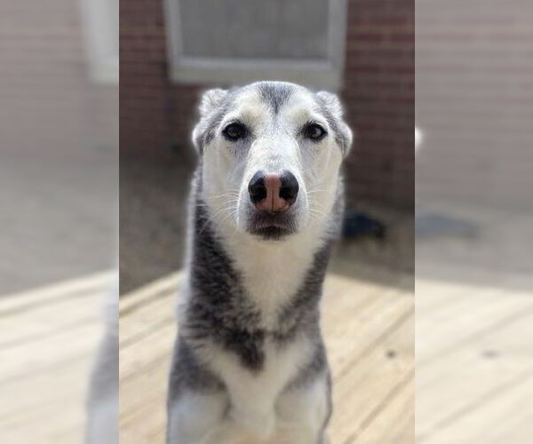 Medium Photo #1 Siberian Husky Puppy For Sale in Matawan, NJ, USA