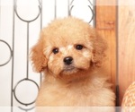 Small #1 Goldendoodle