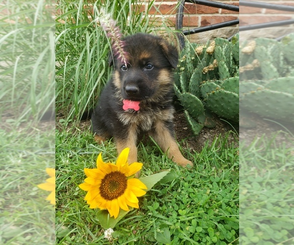 Medium Photo #19 German Shepherd Dog Puppy For Sale in MILLERSTOWN, PA, USA