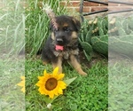 Small Photo #19 German Shepherd Dog Puppy For Sale in MILLERSTOWN, PA, USA