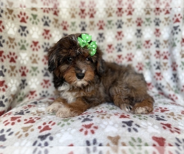 Medium Photo #7 Aussiedoodle Miniature  Puppy For Sale in LAKELAND, FL, USA