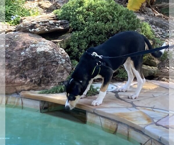 Medium Photo #6 Border Collie-Rhodesian Ridgeback Mix Puppy For Sale in Alvin, TX, USA