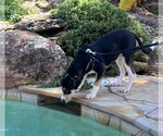 Small #5 Border Collie-Rhodesian Ridgeback Mix