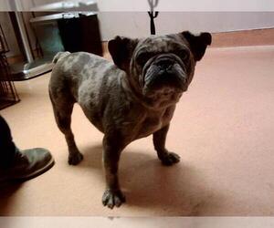 French Bulldog Dogs for adoption in Martinez, CA, USA