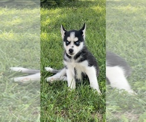 Siberian Husky Puppy for Sale in CANOGA, New York USA