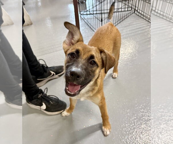 Medium Photo #1 Collie-Unknown Mix Puppy For Sale in Gilberts, IL, USA