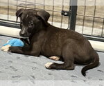 Small #2 Catahoula Leopard Dog-Labrador Retriever Mix