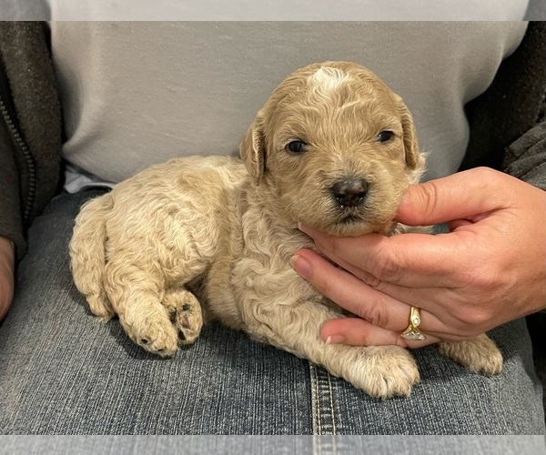 Medium Photo #1 Goldendoodle Puppy For Sale in ALBION, NJ, USA