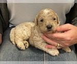 Small Photo #1 Goldendoodle Puppy For Sale in ALBION, NJ, USA