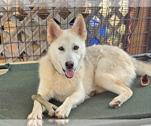 Medium Photo #1 Siberian Husky-Unknown Mix Puppy For Sale in Rockaway, NJ, USA