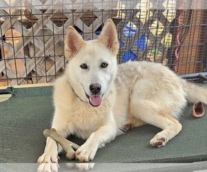Siberian Husky-Unknown Mix Dogs for adoption in Rockaway, NJ, USA